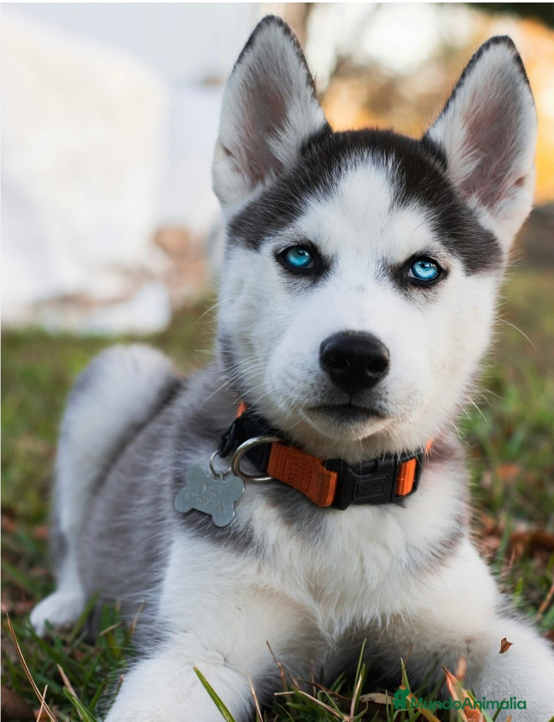 Husky Siberiano perros en venta: Husky  - Anuncio 2