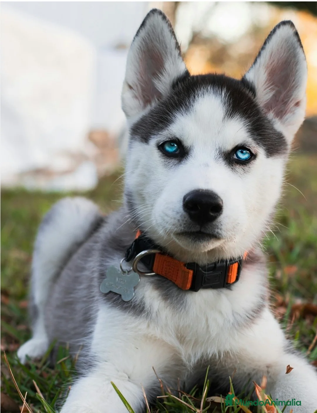 Husky Siberiano perros en venta: Husky  - Anuncio 2