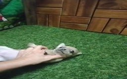 Chihuahua perros en venta: Chihuahua cabeza manzana  - Imagen 3