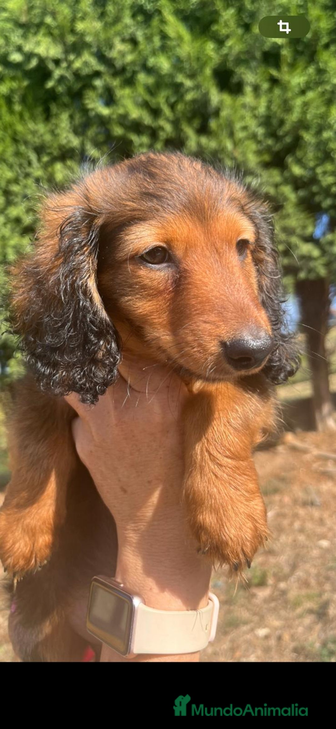Teckel Miniatura perros en venta: Teckel miniatura pelo largo  - Imagen 2