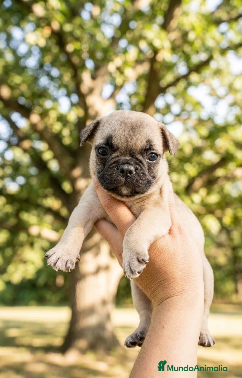 Bulldog Francés perros Bulldog frances - Anuncio 6