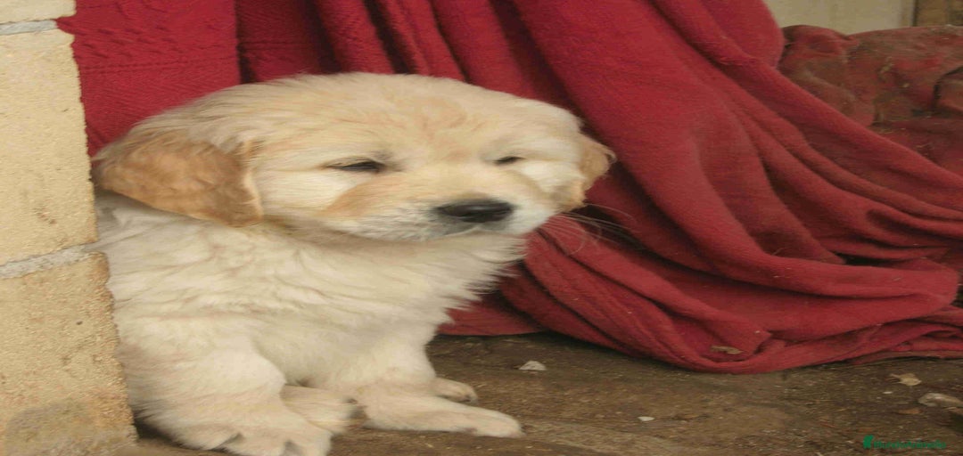 Imagen de galería {{count}}