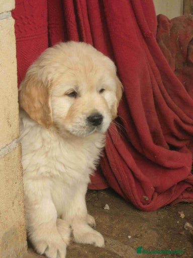 Imagen de galería {{count}}