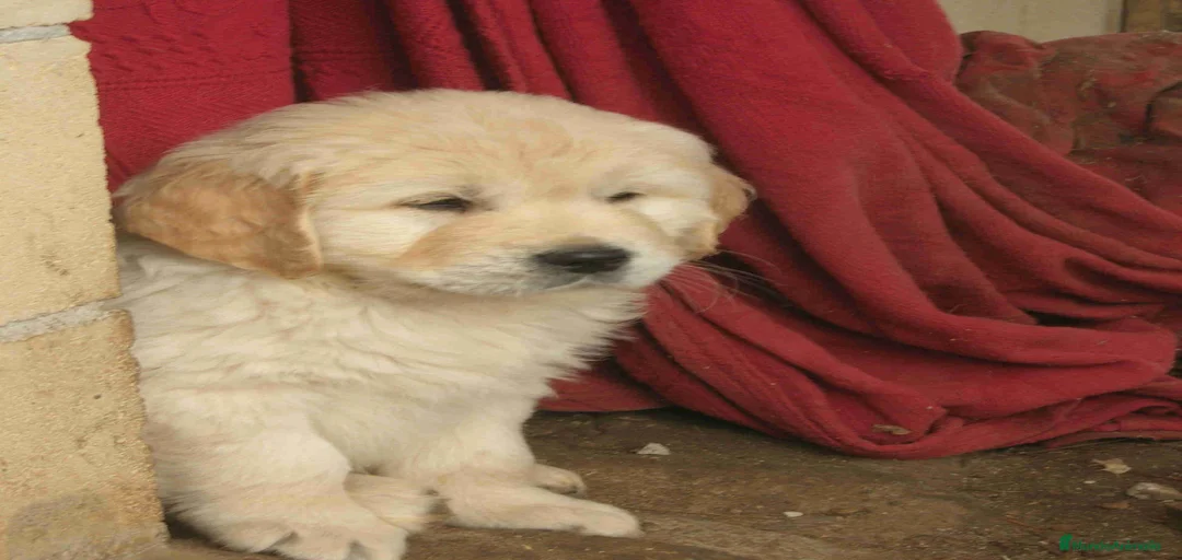 Imagen de galería {{count}}