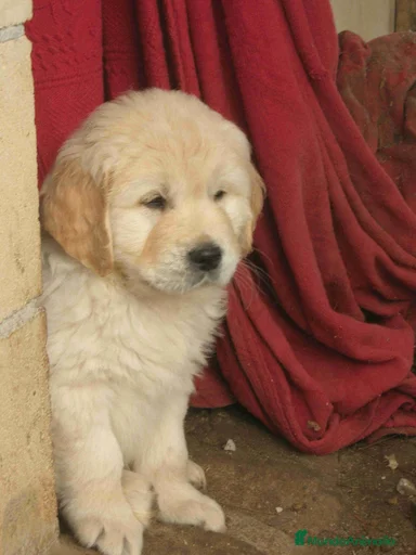 Imagen de galería {{count}}