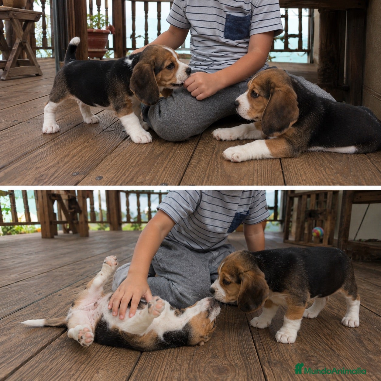 Beagle perros beagle - madrid - entrega en mano   - Anuncio 2