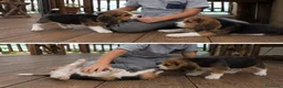 Beagle perros en venta: beagle - madrid - entrega en mano   - Anuncio 1