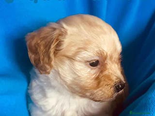 Maltipoo perros Maltipoo Hembra de Malita y Alejo 6276 AQUANATURA en Barcelona - Anuncio 26