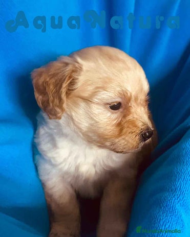 Maltipoo perros en Barcelona - Anuncio 7