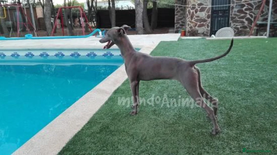 Imagen de galería {{count}}