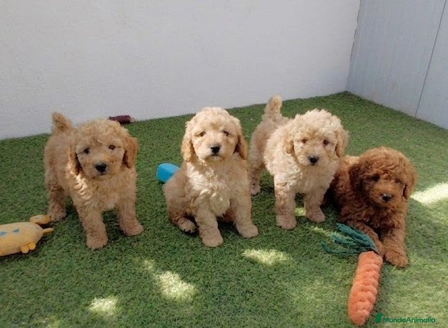 Caniche Enano perros caniche enano - Anuncio 2