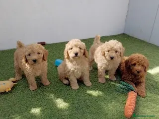 Caniche Enano perros caniche enano - Anuncio 2