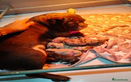 Bulldog Francés perros en venta: ¡Preciosa cachorra de Bulldog Francés disponible! - Imagen 2