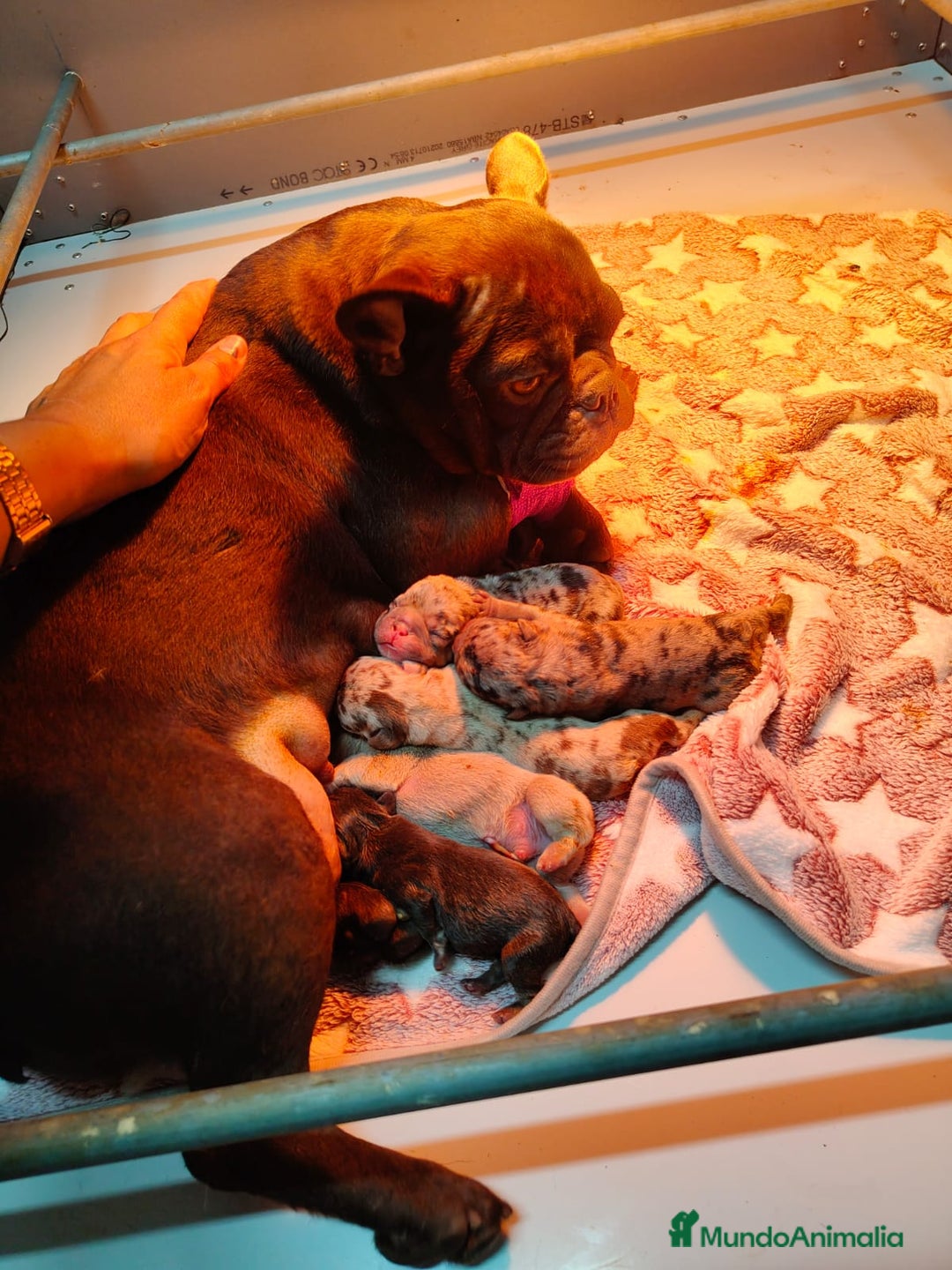 Bulldog Francés perros en venta: ¡Preciosa cachorra de Bulldog Francés disponible! - Imagen 2