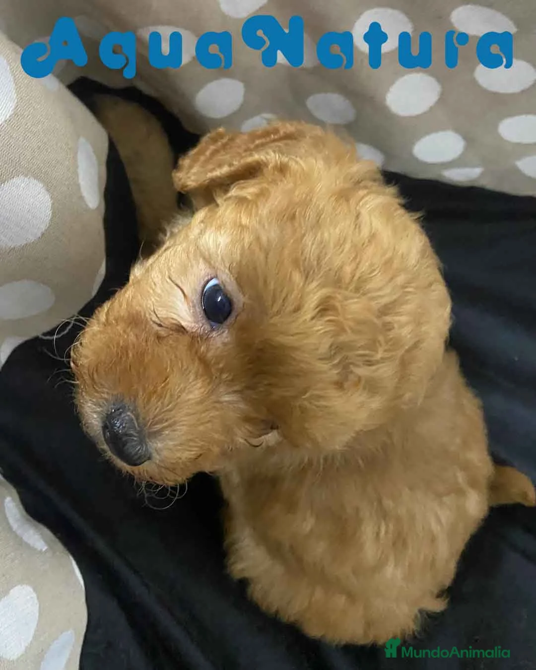 Havapoo perros en venta:  Havapoo Macho de Locaty y Can AQUANATURA - Anuncio 5