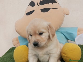 Golden Retriever perros - Anuncio 5