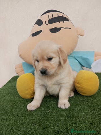 Golden Retriever perros - Anuncio 1