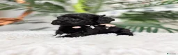 Caniche Enano perros en venta: CANICHE ENANO - Anuncio 7