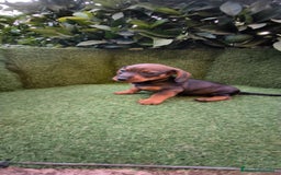 Teckel Miniatura perros en venta:  teckel miniatura  color jabali - Imagen 14