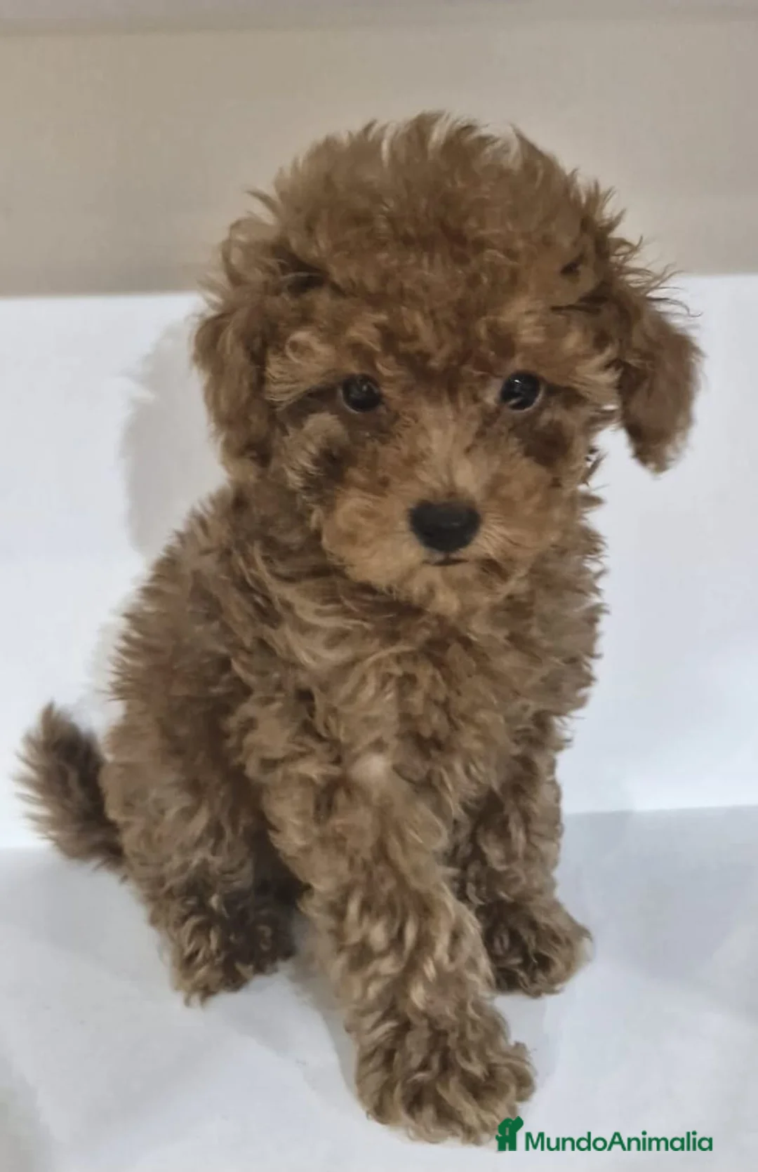Caniche Toy perros en venta: Caniche toy rojo - Anuncio 1