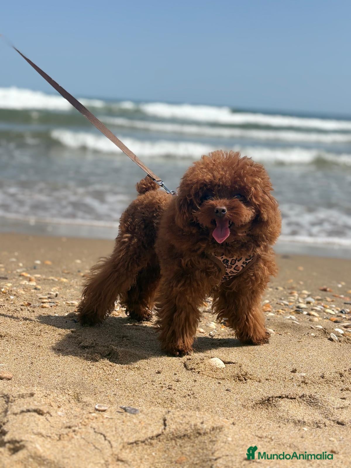 Caniche Toy perros Caniche toy rojo asiático para montar  - Anuncio 1