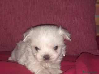 Bichón Maltés perros en Badajoz - Anuncio 15