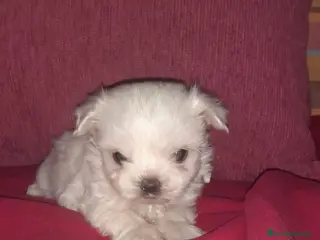 Bichón Maltés perros Bichón maltés americano en Badajoz - Anuncio 8