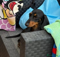 Teckel perros - Anuncio 5