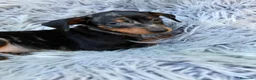 Pinscher Miniatura perros en venta: Macho pinscher miniatura merle💙🐾 - Anuncio 4