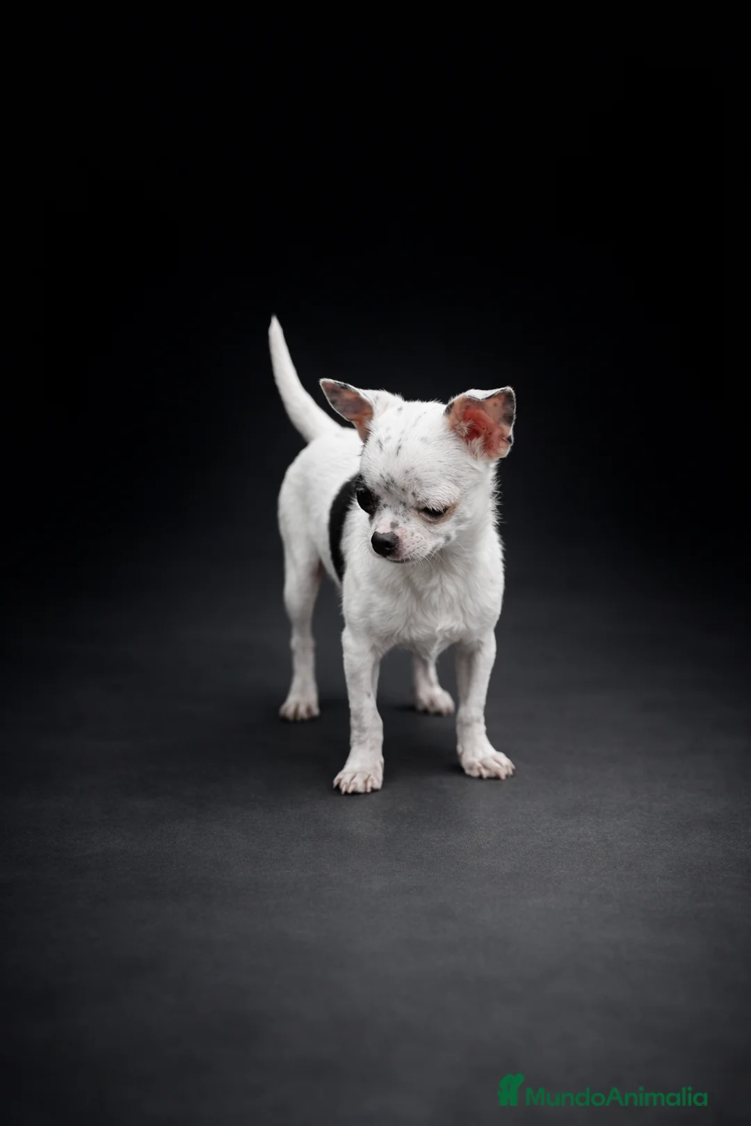 Chihuahua perros en venta: Espectacular chihuahua bicolor - Anuncio 3