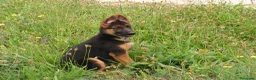 Pastor Alemán perros en venta: CACHORROS PASTOR ALEMÁN  - Anuncio 3
