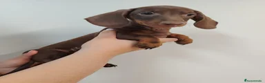 Teckel 2