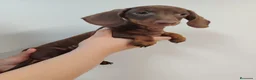 Teckel perros en venta: teckel chocolate - Anuncio 3