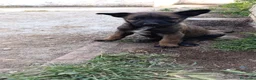 Pastor Belga Malinois perros en venta: Disponible Pastor belga Malinois de calidad  - Anuncio 4
