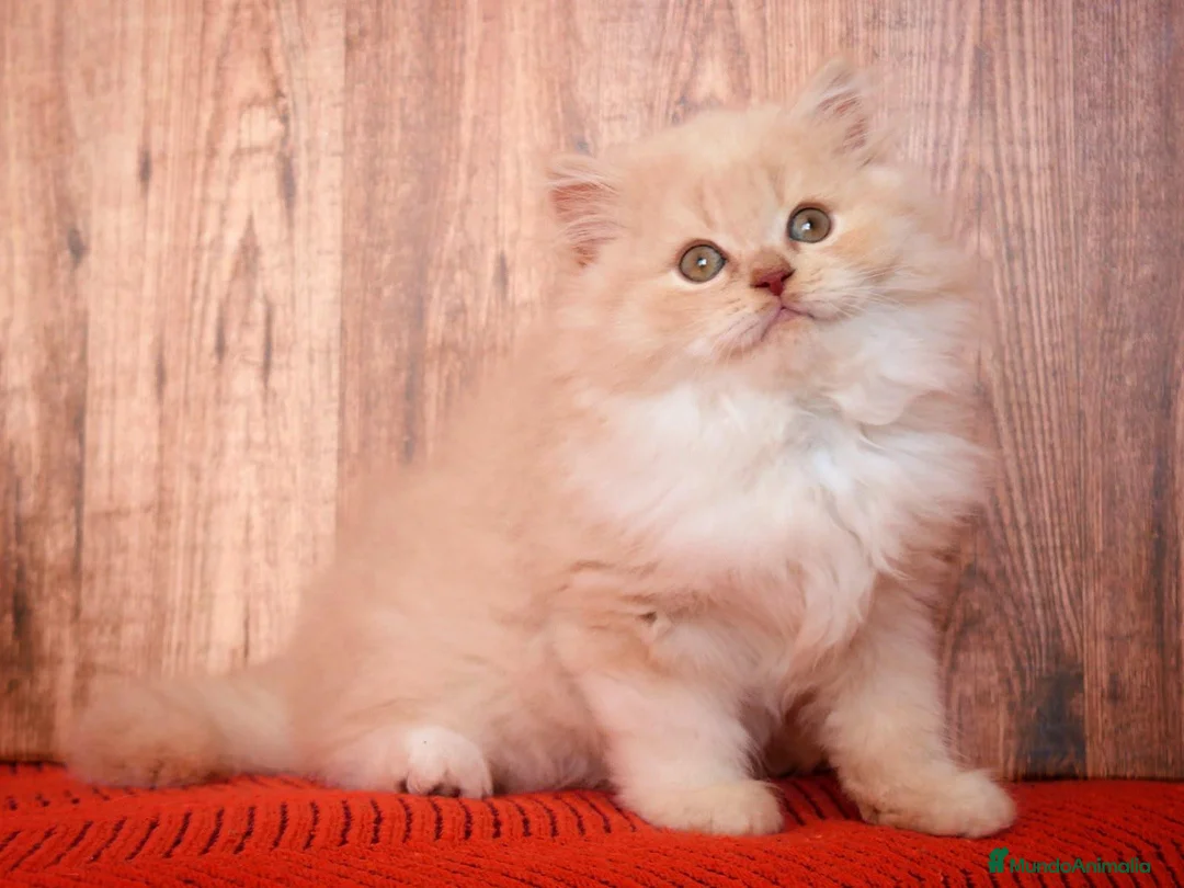 Británico de Pelo Largo gatos en venta: Wally, precioso macho British Longhair☁️🤍 - Anuncio 2