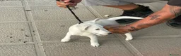 Fox Terrier de Pelo Liso perros en venta: Fox terrier pelo fino - Anuncio 5
