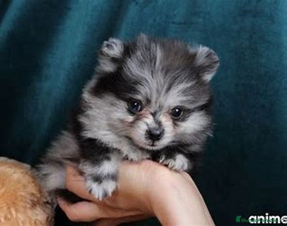 Pomerania perros - Anuncio 12