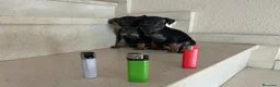 Pinscher Miniatura perros en venta: PINCHER MINIATURA - Anuncio 7
