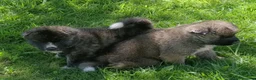 Akita Americano perros en venta: Akita americano - Anuncio 11