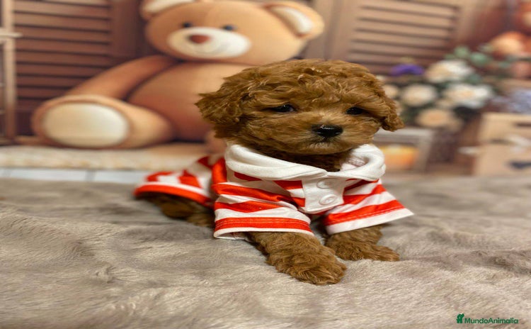 Caniche Toy perros - Anuncio 2