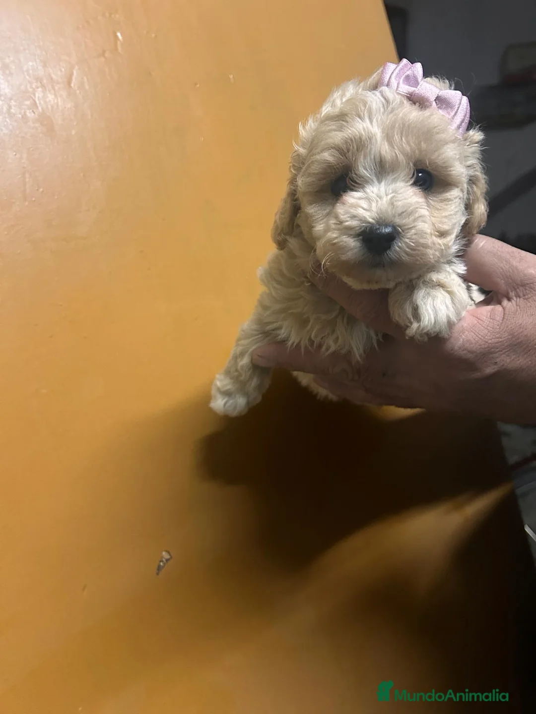 Maltipoo perros en venta: Maltipoo 628789235 - Anuncio 2