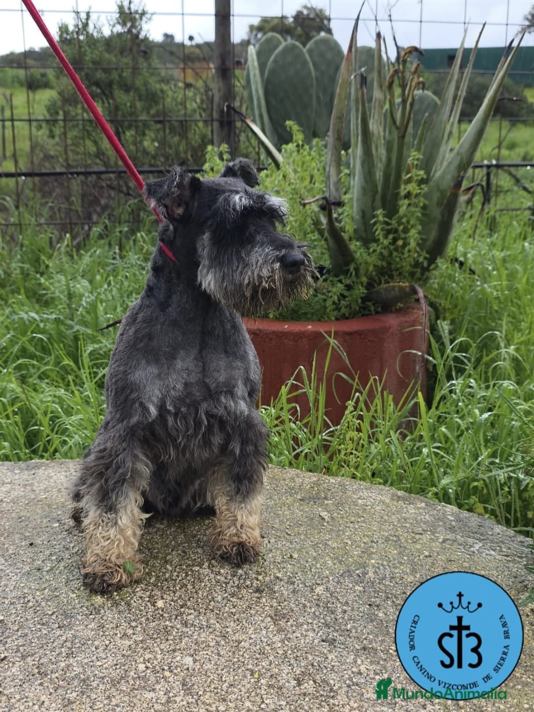 Schnauzer Mediano perros Último macho esnauzer  - Anuncio 1