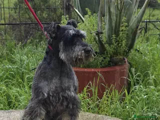 Schnauzer Mediano perros Último macho esnauzer - Anuncio 1