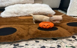 Ratón de Praga perros en venta: Ratón de praga  - Imagen 8