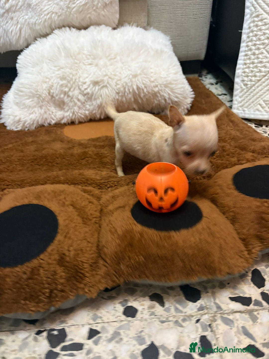 Ratón de Praga perros en venta: Ratón de praga  - Imagen 8
