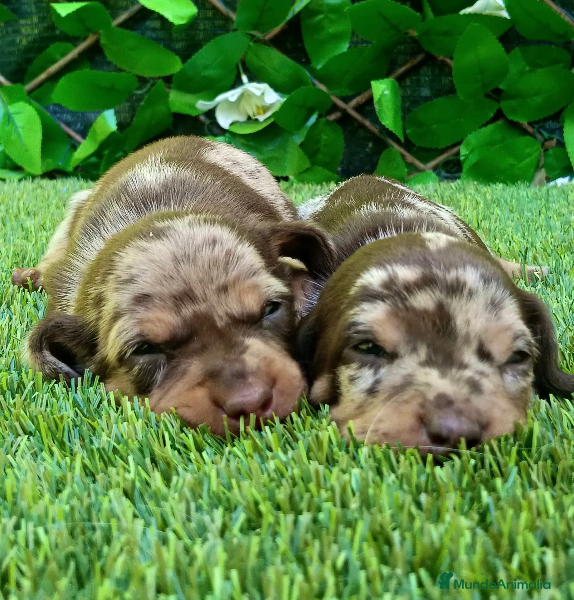 Teckel Miniatura perros Precioso cachorro Teckel mini arlequín chocolate - Anuncio 1