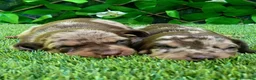 Teckel Miniatura perros en venta: Precioso cachorro Teckel mini arlequín chocolate - Anuncio 1
