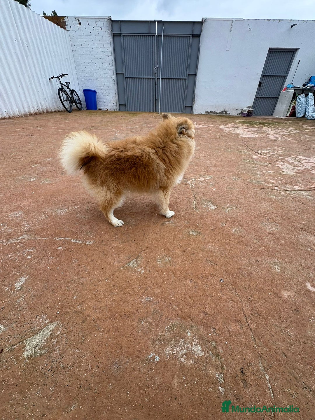 Pomerania perros en venta: Último pomerania  - Anuncio 12