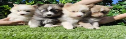 Pomsky perros en venta: Pomsky  - Anuncio 6