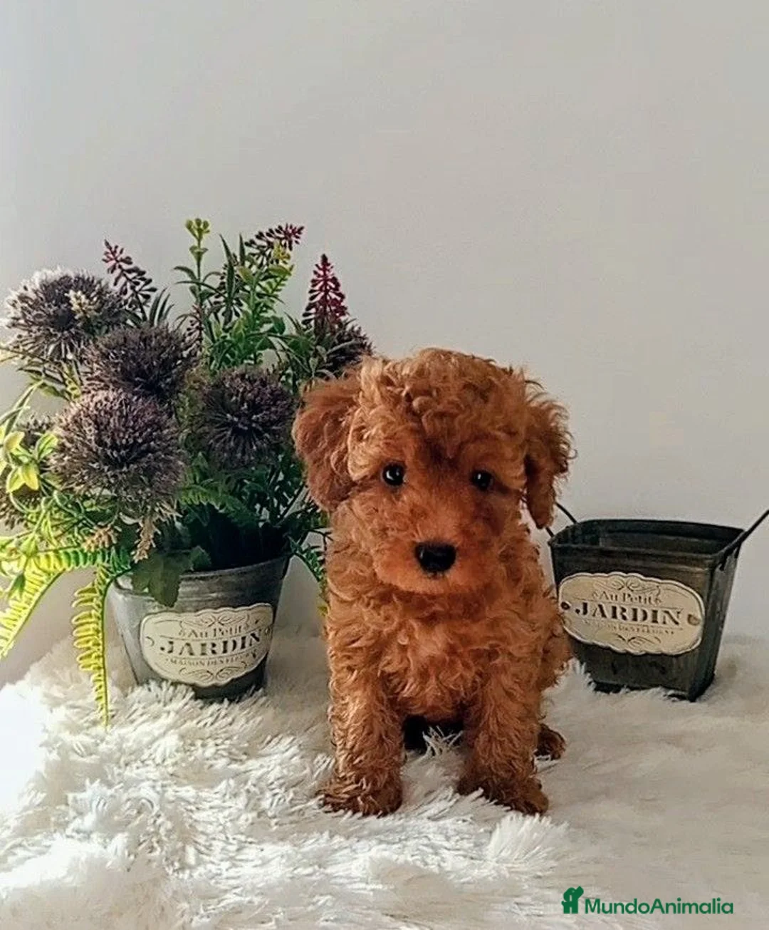 Caniche Enano perros en venta: CANICHE ROJO  - Anuncio 2